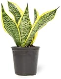 Live Snake Plant, Sansevieria trifasciata Superba, Fully Rooted Indoor House Plant in Pot, Mother in Law Tongue Sansevieria Plant, Potted Succulent Plant, Houseplant in Potting Soil by Plants for Pets