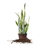 Perfect Plants Snake Plant Sansevieria Trifasciata Laurentii 16in Tall | Easy Care Houseplant | Perfect for Low to Bright Light Conditions, 6 in Grower's Pot