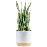 Costa Farms Snake Plant, Live Indoor and Outdoor Sansevieria Plant, Easy Care Tropical Houseplant Potted in Decor Pot, Air Purifying Succulent Plant in Soil, Housewarming, Home Décor, 2-3 Feet Tall