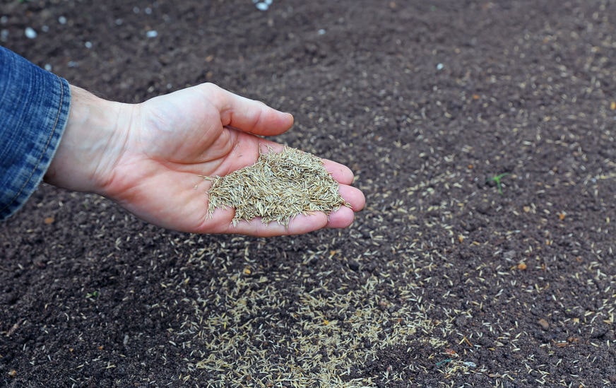 How Long Can Grass Seed Be Stored? A Complete Guide!