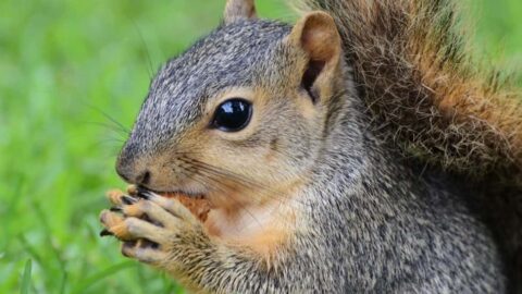 What Do Squirrels Eat? A Complete Guide! - BackyardBooster.com