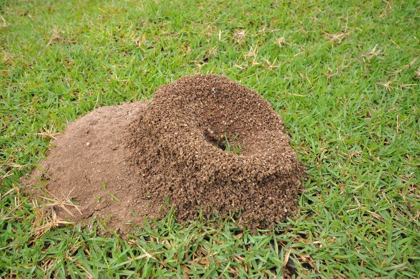 How to Kill Ants in Lawn: 17 Effective Methods! - BackyardBooster.com